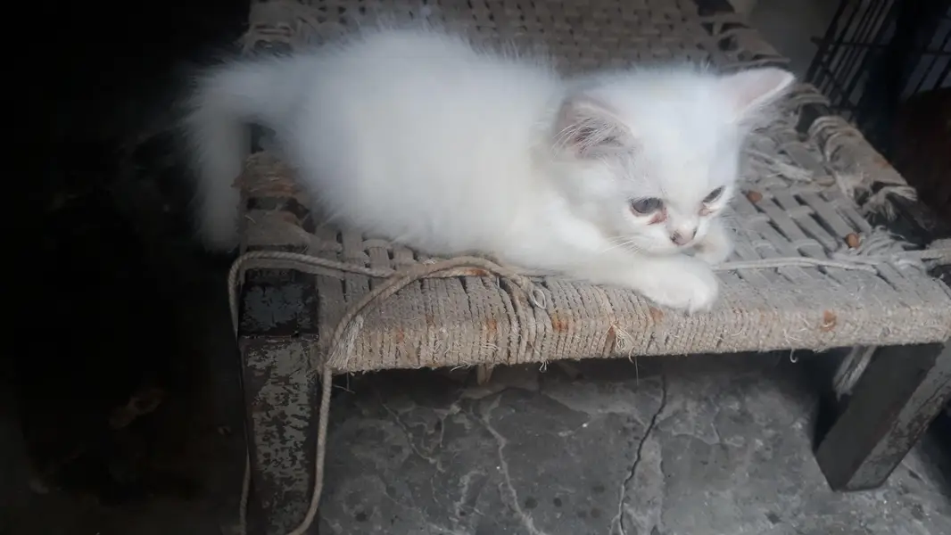 Triple coat persian kittens grey eyes trained — photo 2