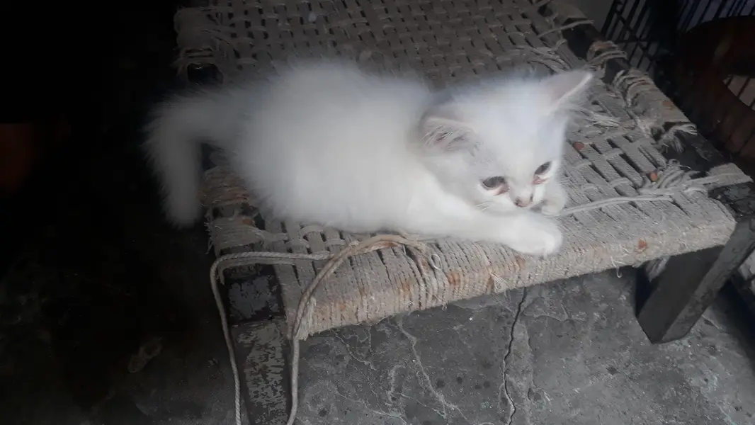Triple coat persian kittens grey eyes trained — photo 3