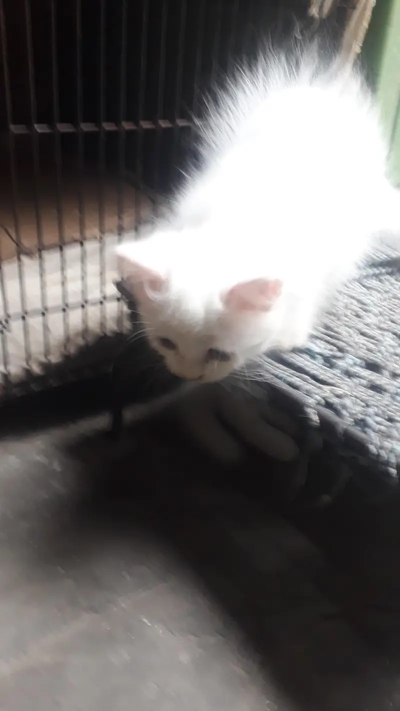 Triple coat persian kittens grey eyes trained — photo 4
