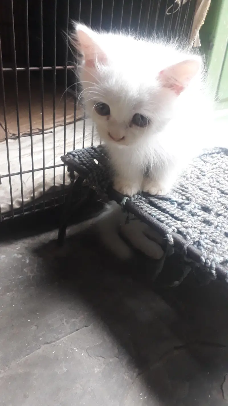 Triple coat persian kittens grey eyes trained — photo 5