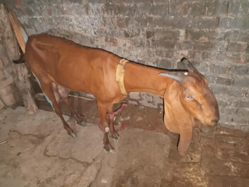 nagri beetal bakre ha 2 month k pragnet ha bouhat bari bakre ha — photo 2