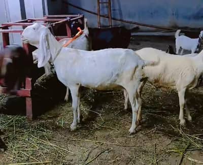 pure rajanpuri pragnet goat