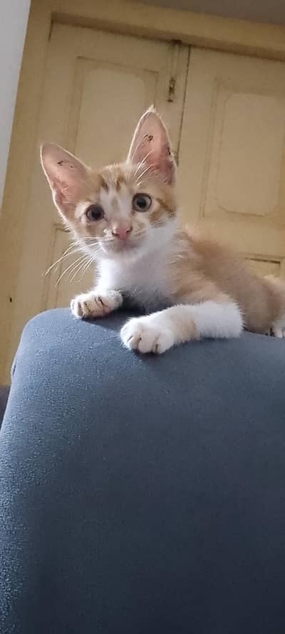 Freee Beautiful Male kitten