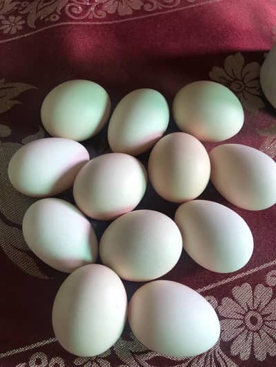 Bantam Hen Eggs