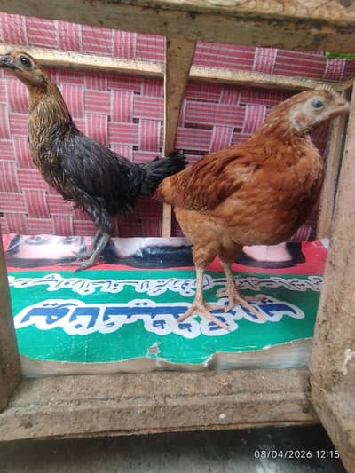 golden misri pair