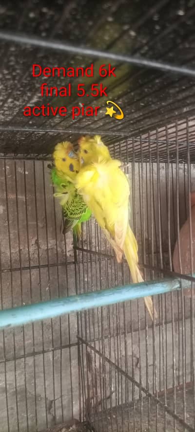 Hogoromo Budgies Pair for Sale