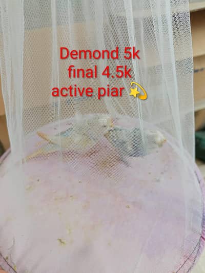 Hogoromo Budgies Pair for Sale