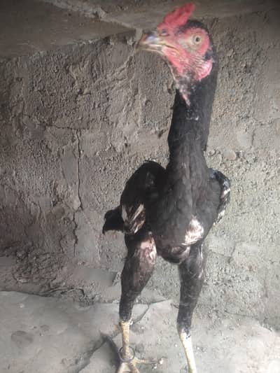 Aseel mushka Patta for sale 03433644676