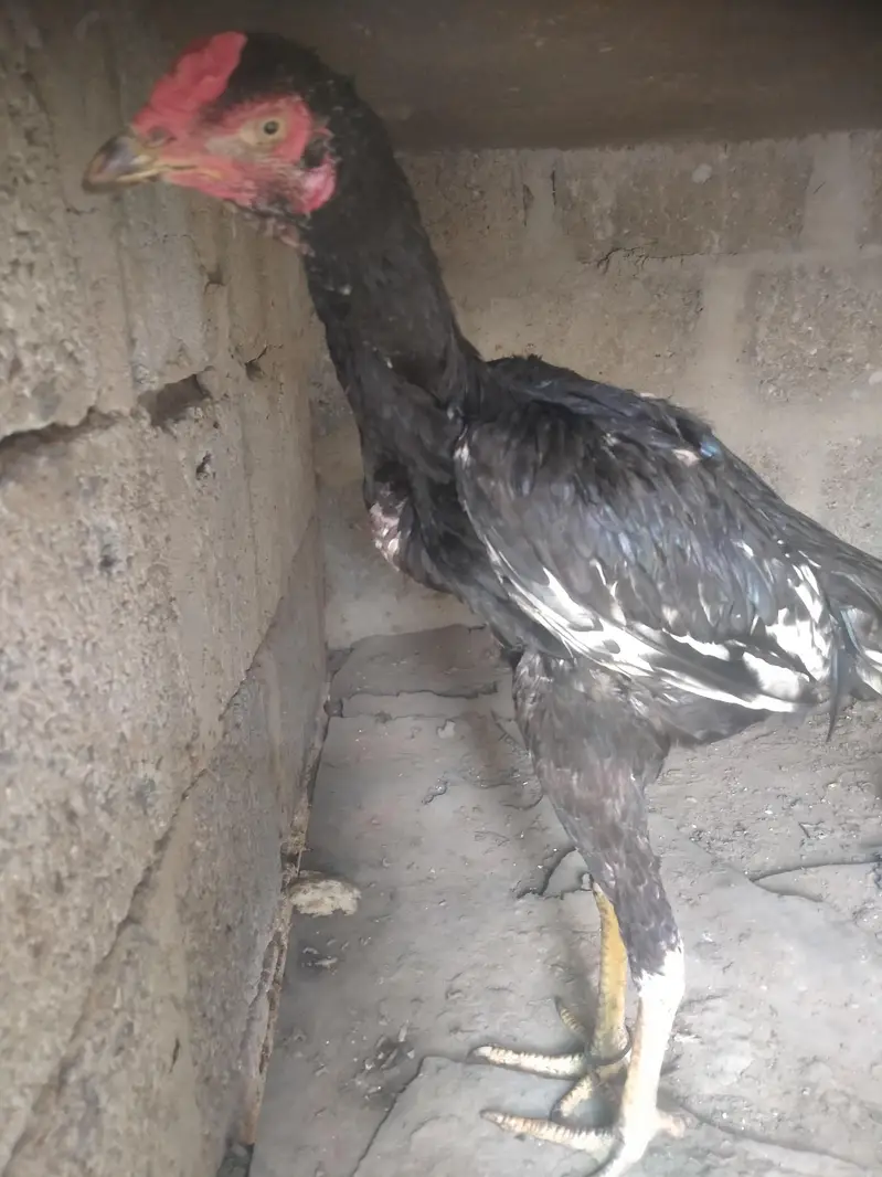 Aseel mushka Patta for sale 03433644676 — photo 2