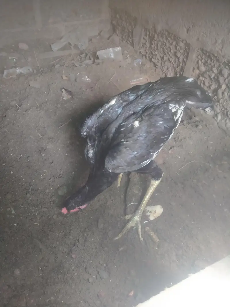 Aseel mushka Patta for sale 03433644676 — photo 3