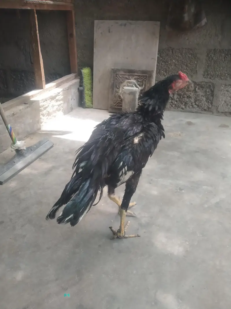 Aseel mushka Patta for sale 03433644676 — photo 5