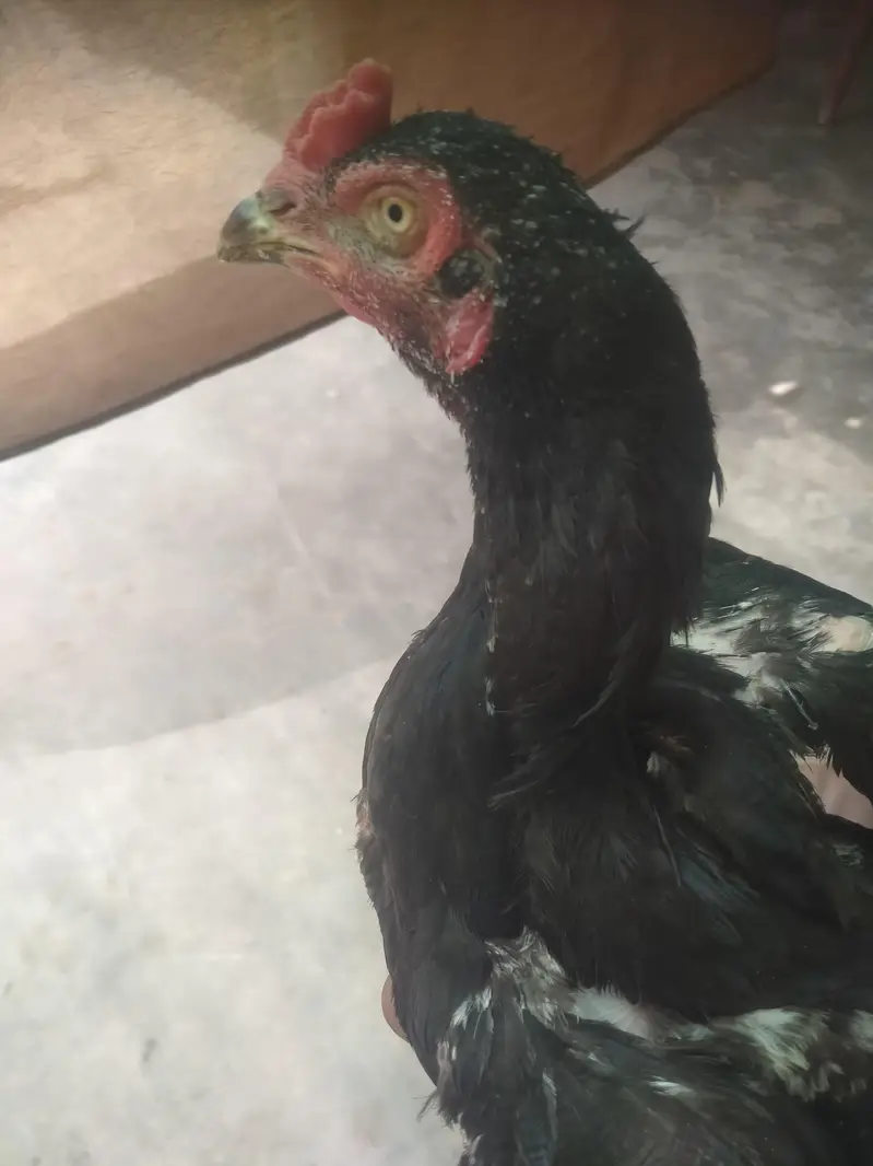 Aseel mushka Patta for sale 03433644676 — photo 6