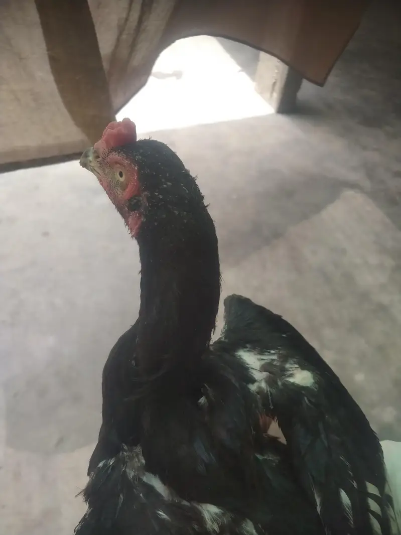 Aseel mushka Patta for sale 03433644676 — photo 7