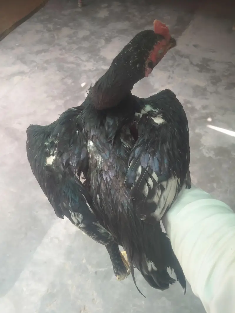 Aseel mushka Patta for sale 03433644676 — photo 8