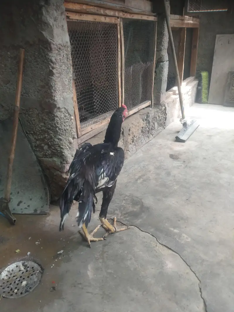 Aseel mushka Patta for sale 03433644676 — photo 9