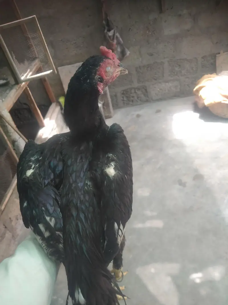 Aseel mushka Patta for sale 03433644676 — photo 10