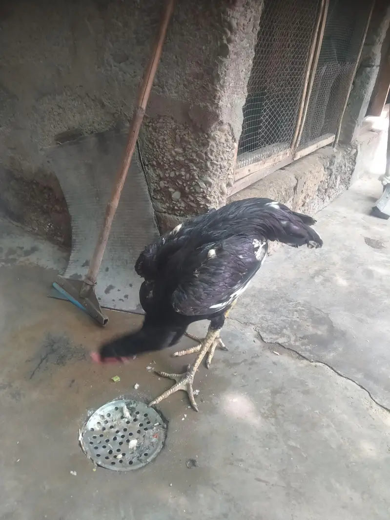 Aseel mushka Patta for sale 03433644676 — photo 11