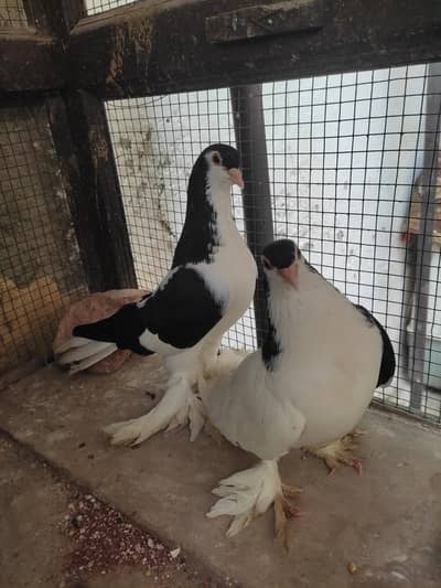 Sia sharazi gandedar breeder pair aur khal female breeder