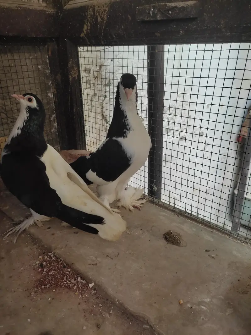 Sia sharazi gandedar breeder pair aur khal female breeder — photo 2