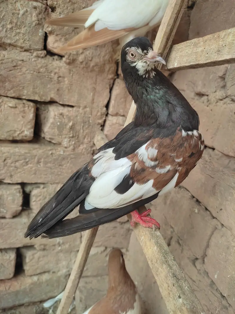 Sia sharazi gandedar breeder pair aur khal female breeder — photo 3