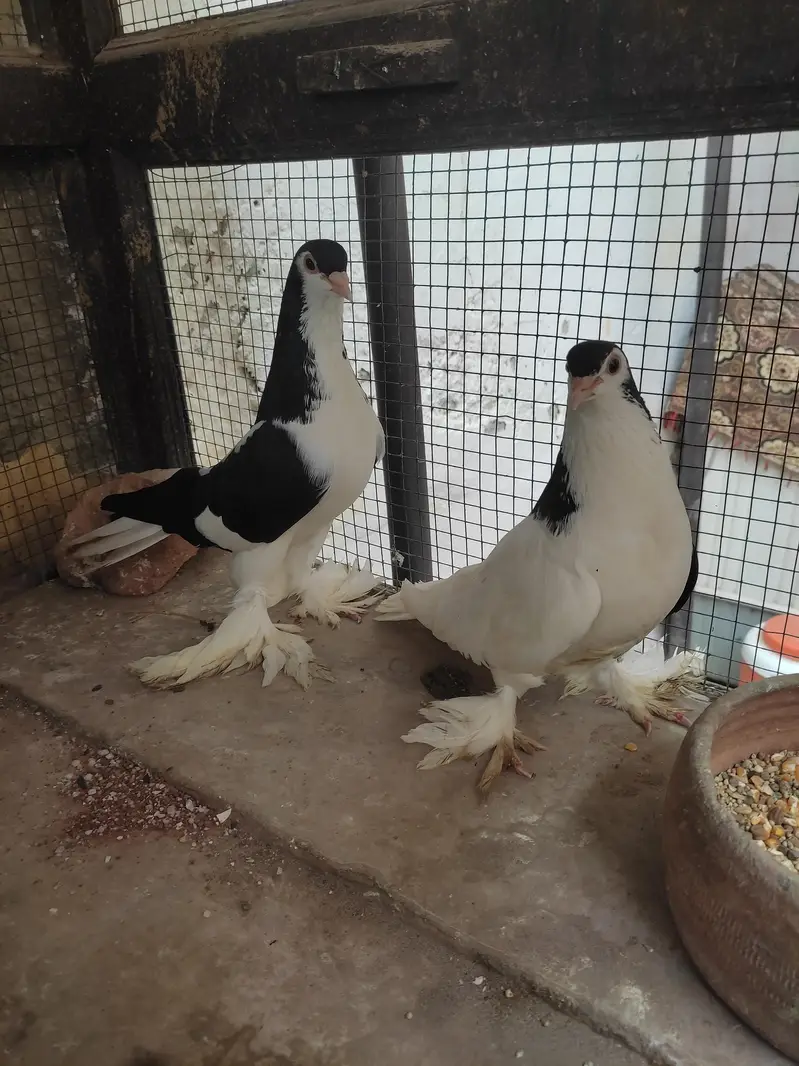 Sia sharazi gandedar breeder pair aur khal female breeder — photo 4