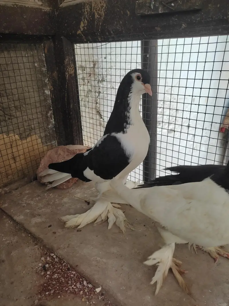 Sia sharazi gandedar breeder pair aur khal female breeder — photo 5