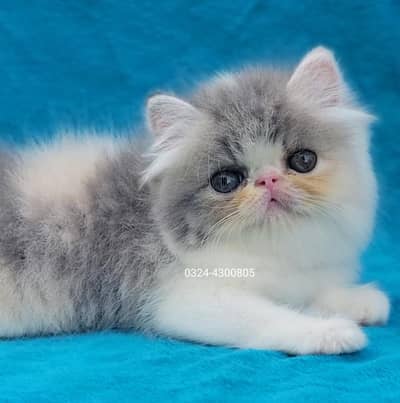 CFA Bloodline pure peke face kittens