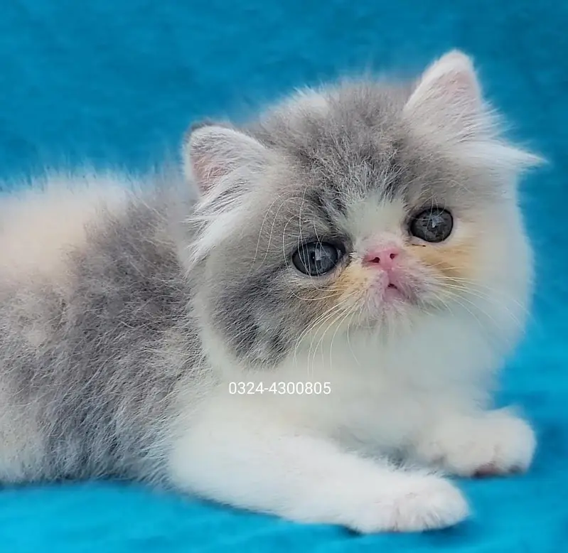 CFA Bloodline pure peke face kittens — photo 2