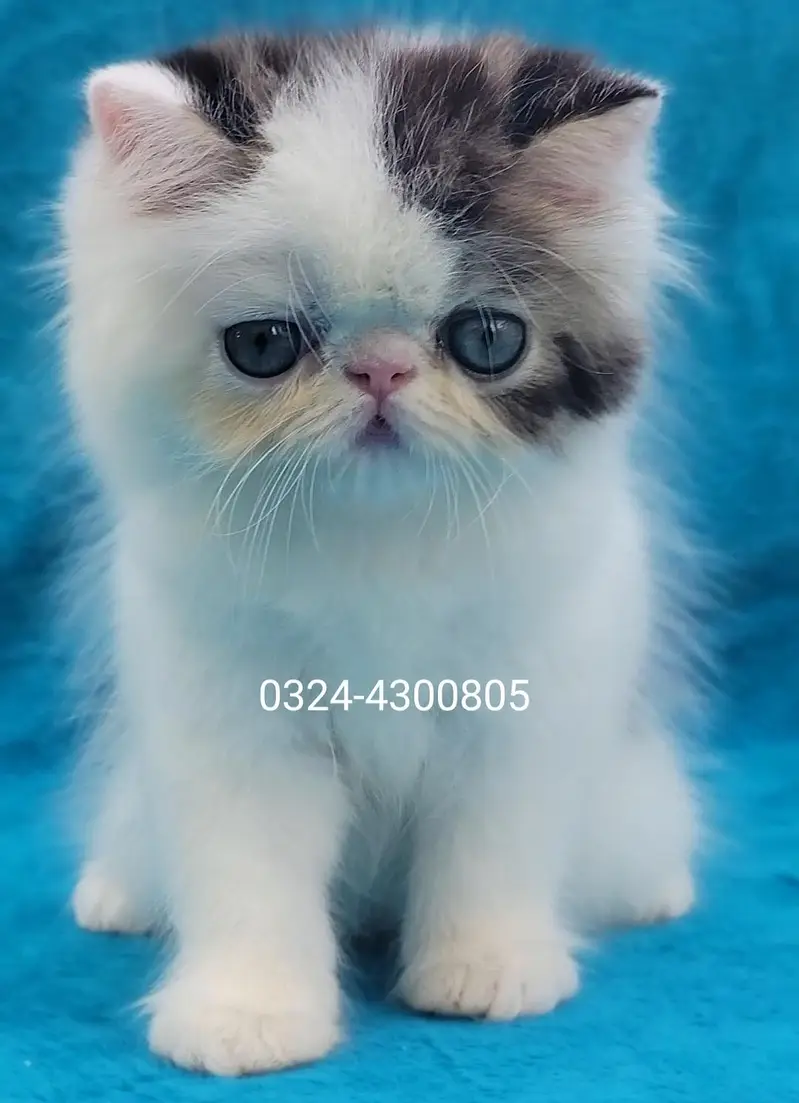 CFA Bloodline pure peke face kittens — photo 3