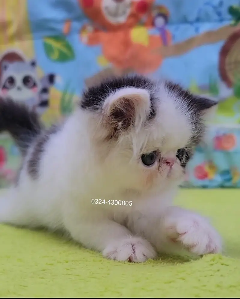 CFA Bloodline pure peke face kittens — photo 4