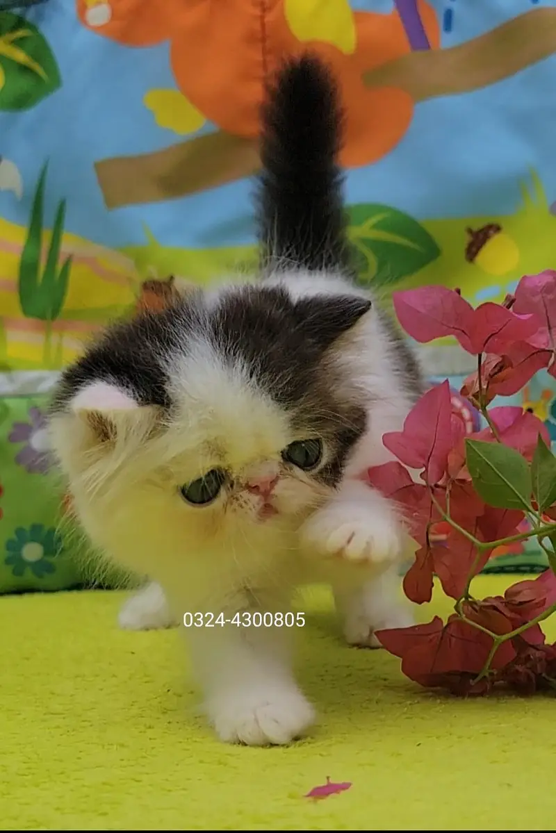 CFA Bloodline pure peke face kittens — photo 5