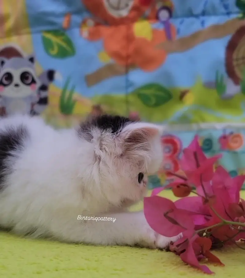 CFA Bloodline pure peke face kittens — photo 6