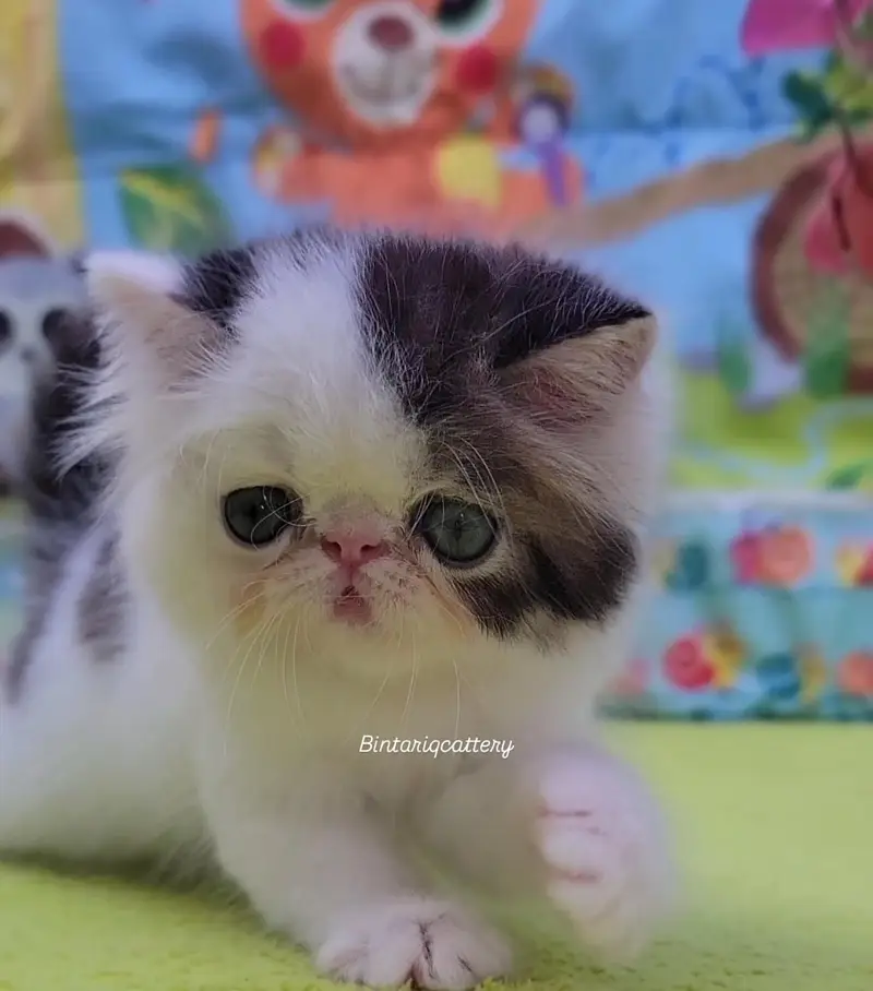 CFA Bloodline pure peke face kittens — photo 7