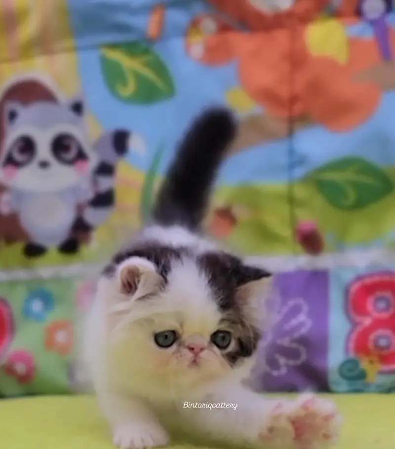 CFA Bloodline pure peke face kittens — photo 8