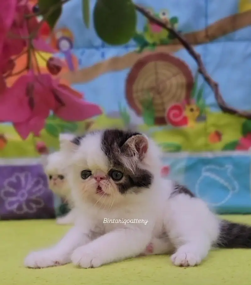 CFA Bloodline pure peke face kittens — photo 9
