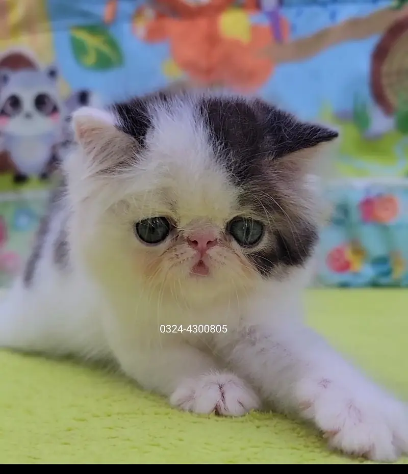 CFA Bloodline pure peke face kittens — photo 10