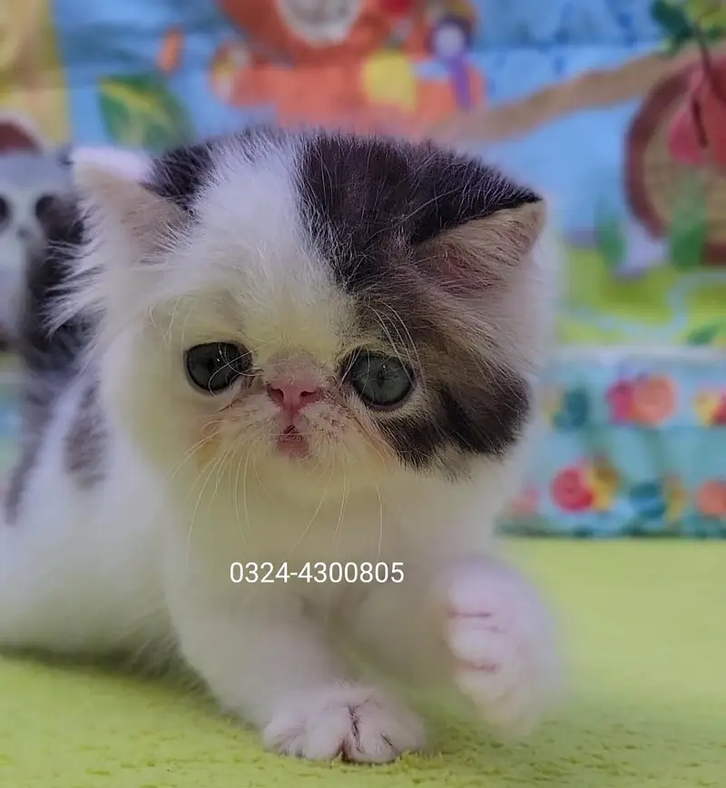 CFA Bloodline pure peke face kittens — photo 11