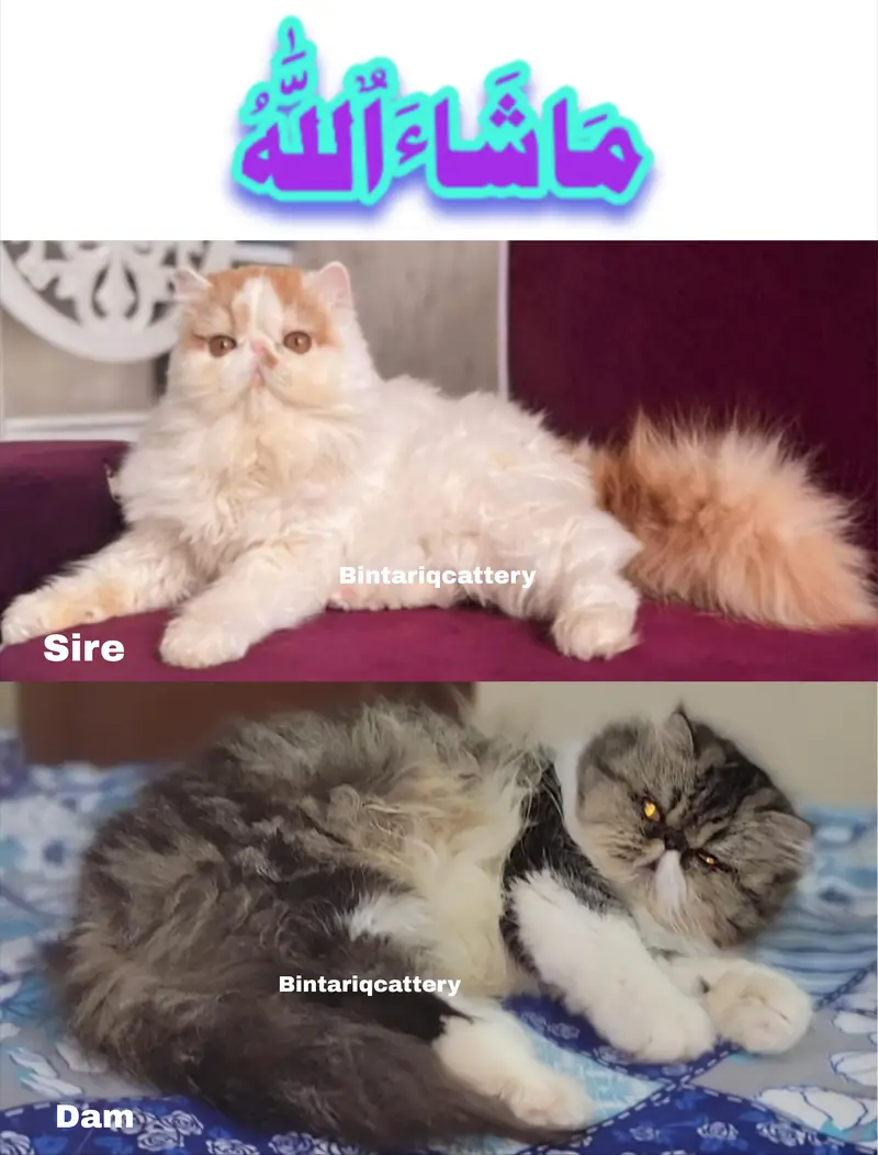 CFA Bloodline pure peke face kittens — photo 12