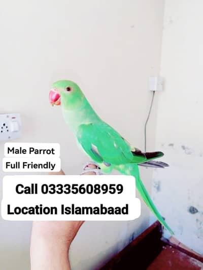 Fixed 5,000 Hand Tamed Full Friendly Green Ring Neck Male Parrot