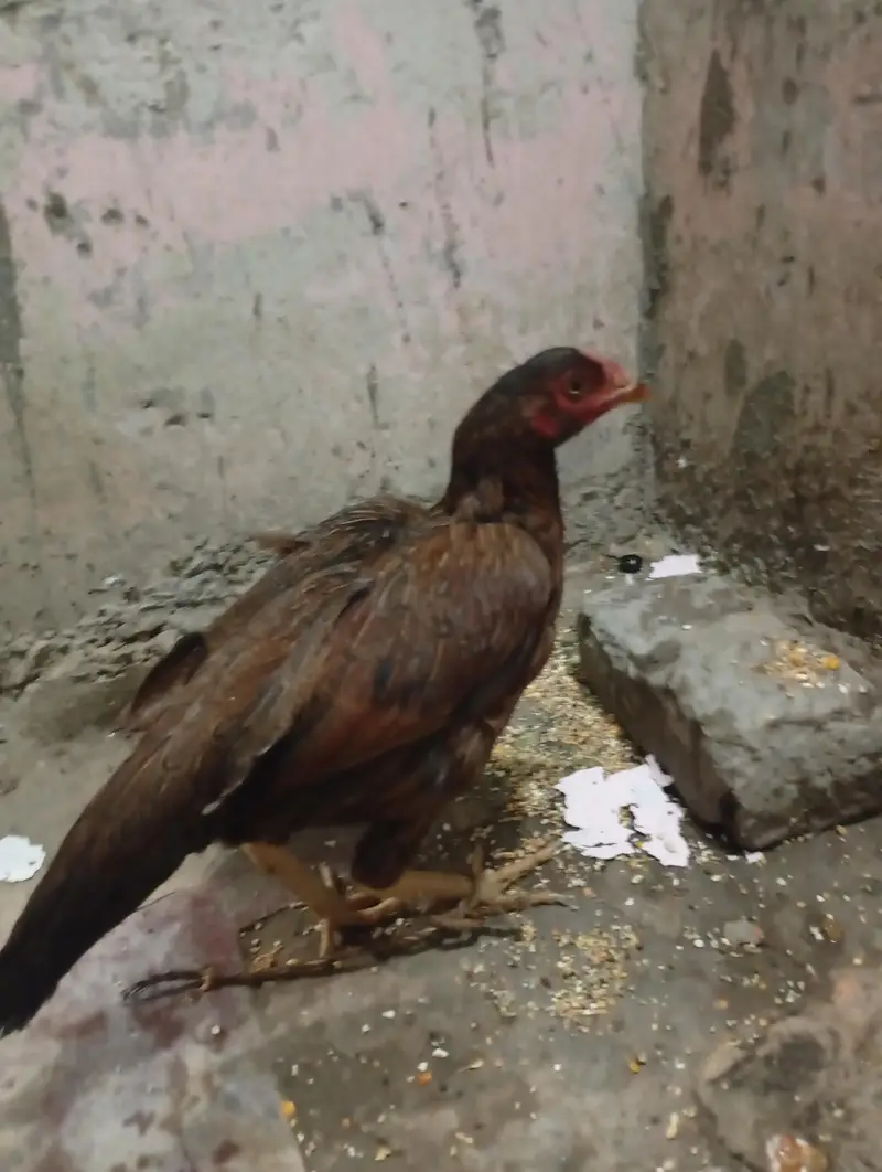 out class aseel female — photo 2