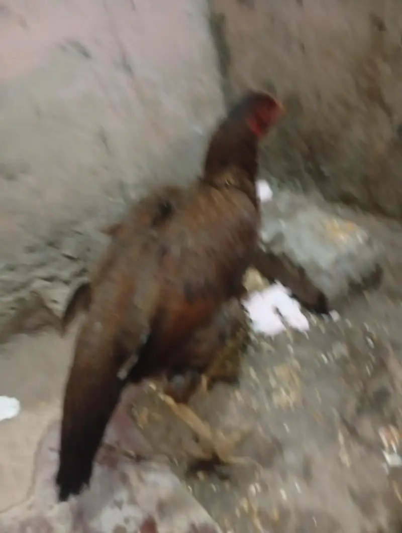 out class aseel female — photo 3
