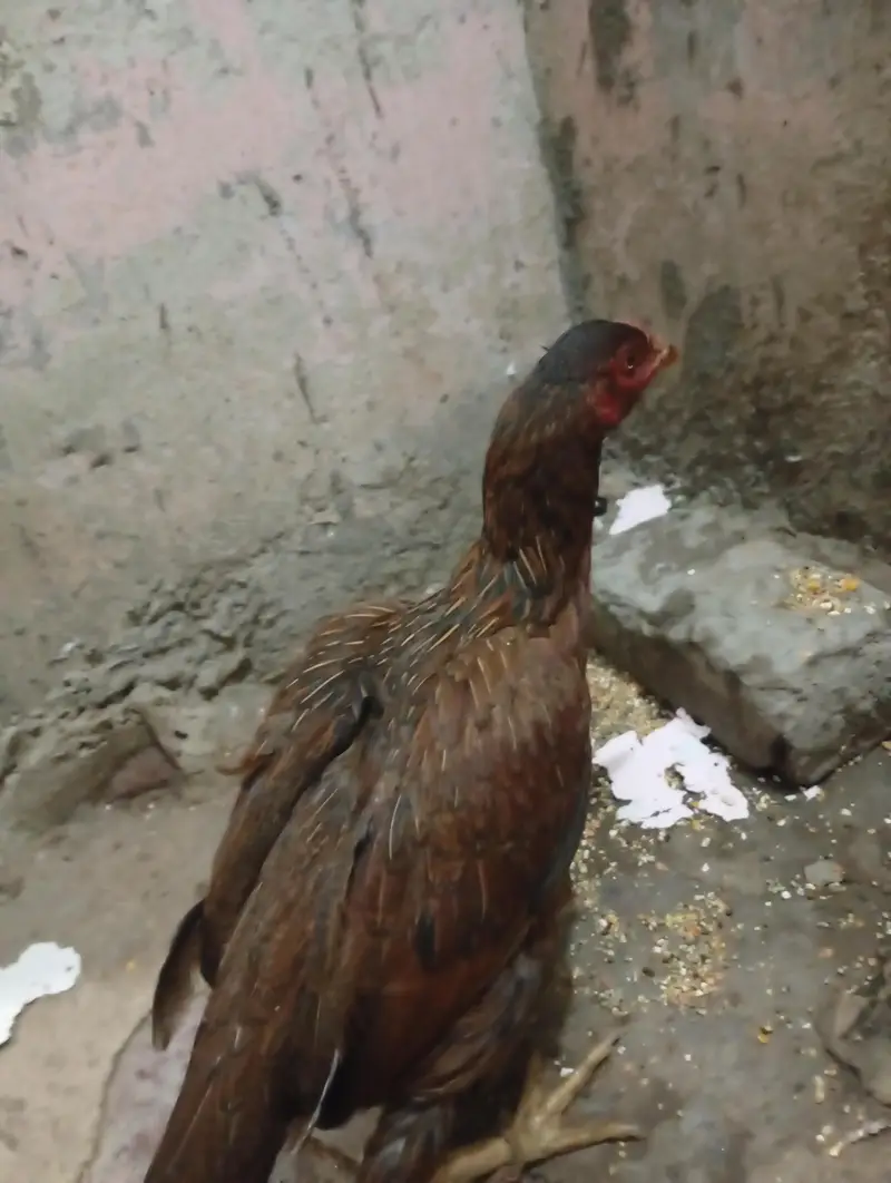 out class aseel female — photo 4