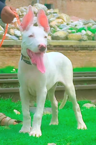 Guwahati gultair male 3months for sale