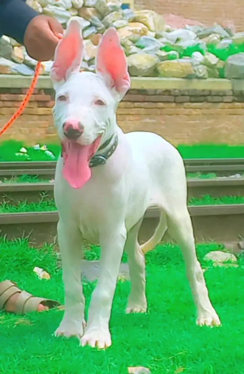 Guwahati gultair male 3months for sale — photo 2