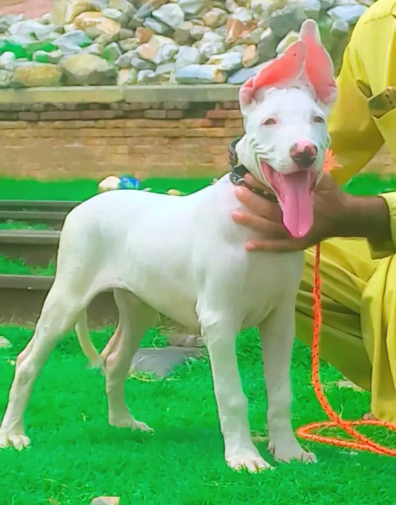 Guwahati gultair male 3months for sale — photo 3