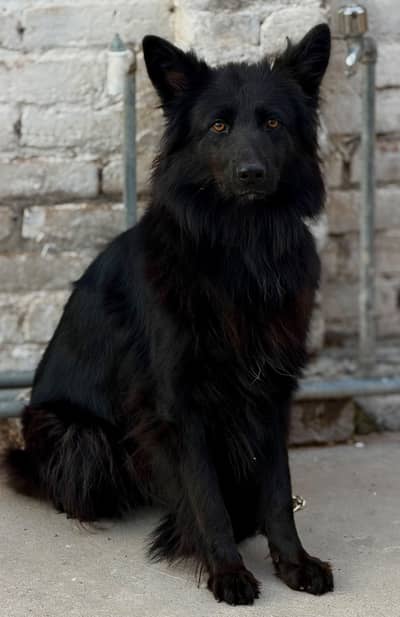 Gemran Shehpherd long coat female