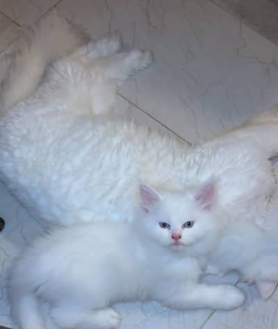 Persian kittens/ double and triple coat/ white kittens/ doll face