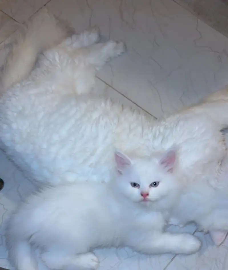 Persian kittens/ double and triple coat/ white kittens/ doll face