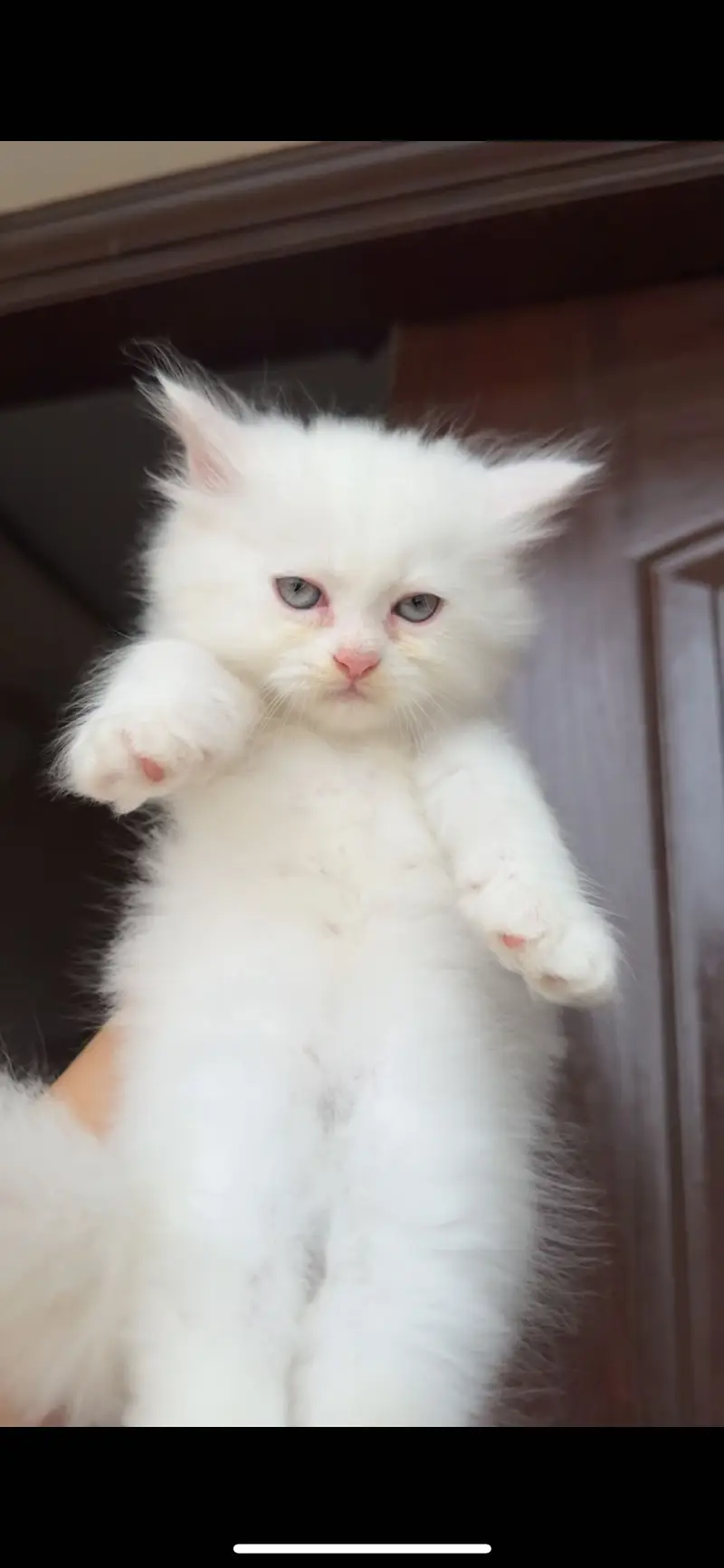 Persian kittens/ double and triple coat/ white kittens/ doll face — photo 2