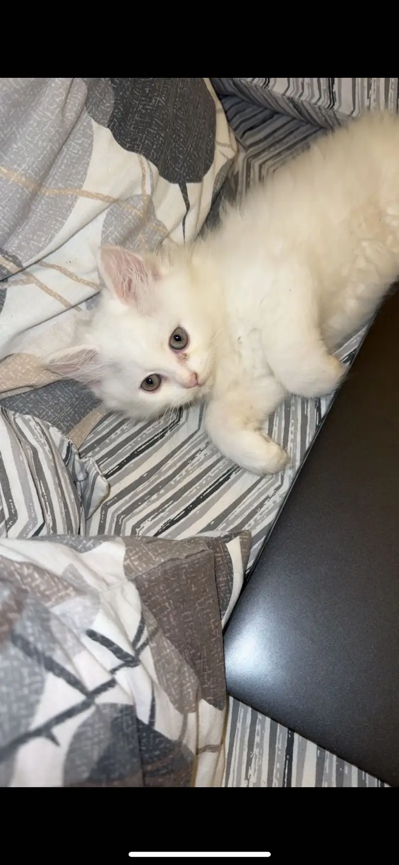 Persian kittens/ double and triple coat/ white kittens/ doll face — photo 3